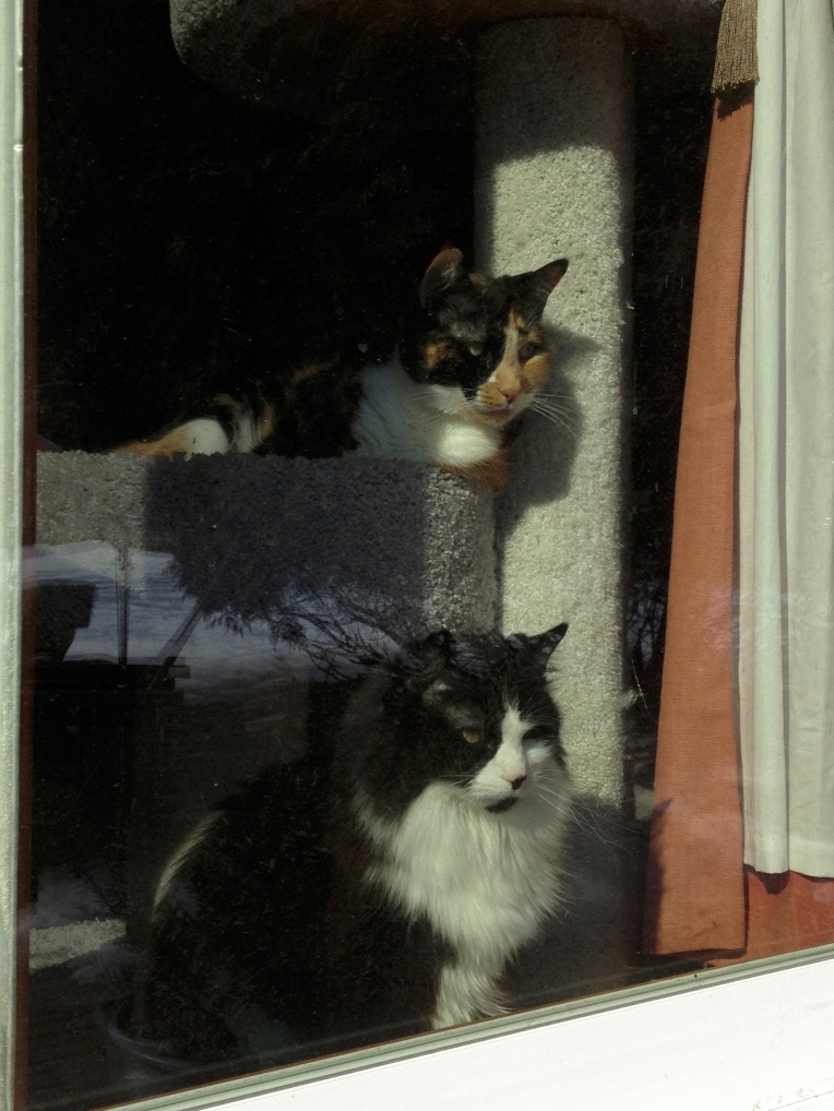 kitties looking outside