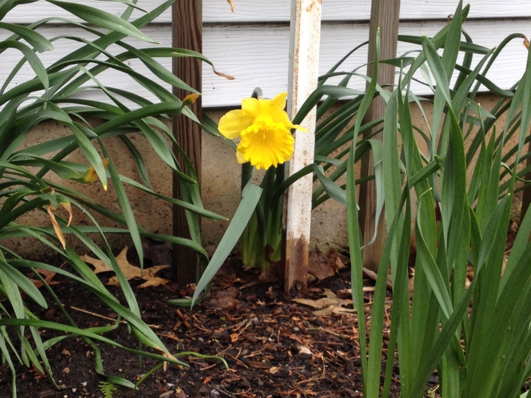 lone daffodil