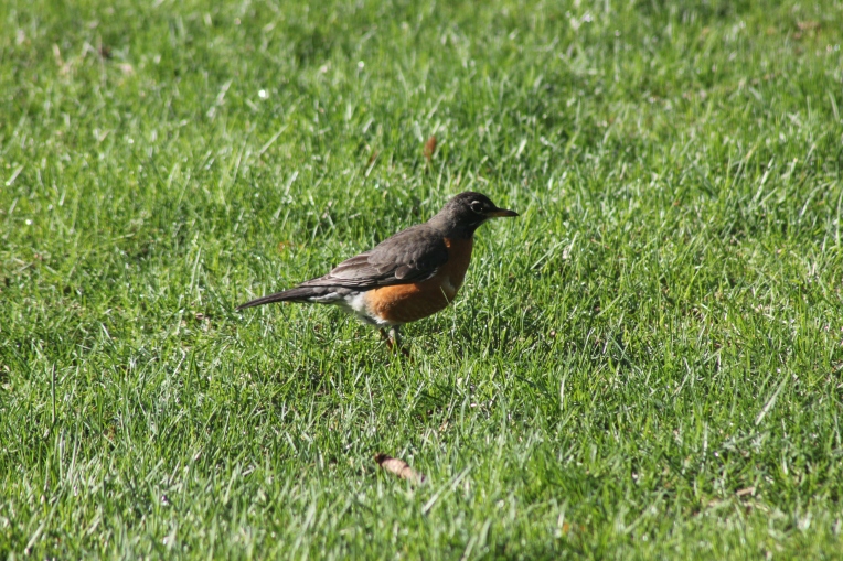 robin combing the grass