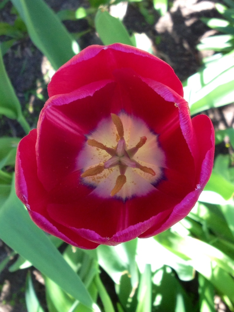 inside a tulip
