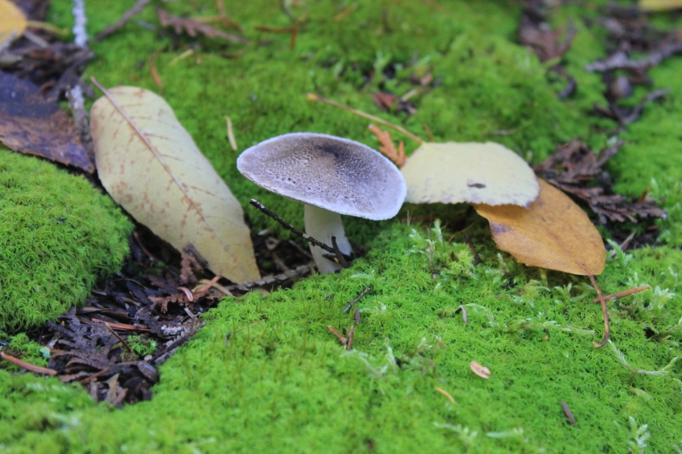 Door County - mushrooms