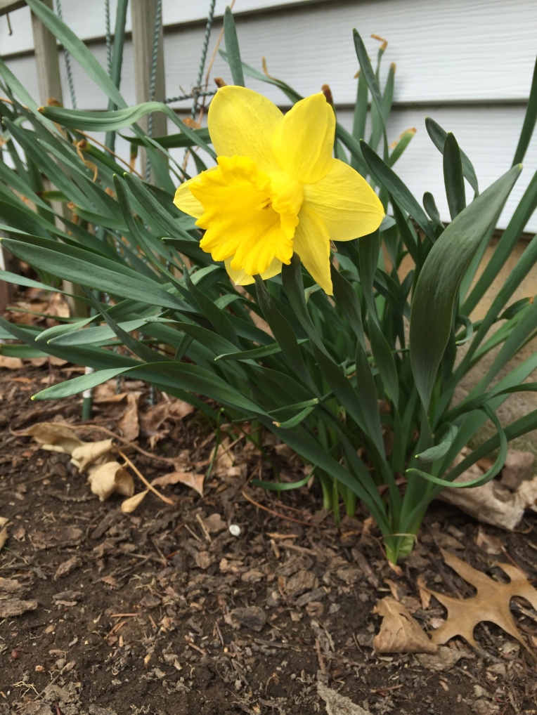 first daffodil of spring