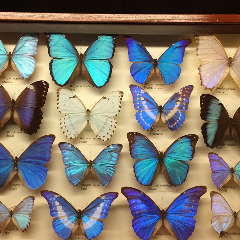 blue butterfly specimens