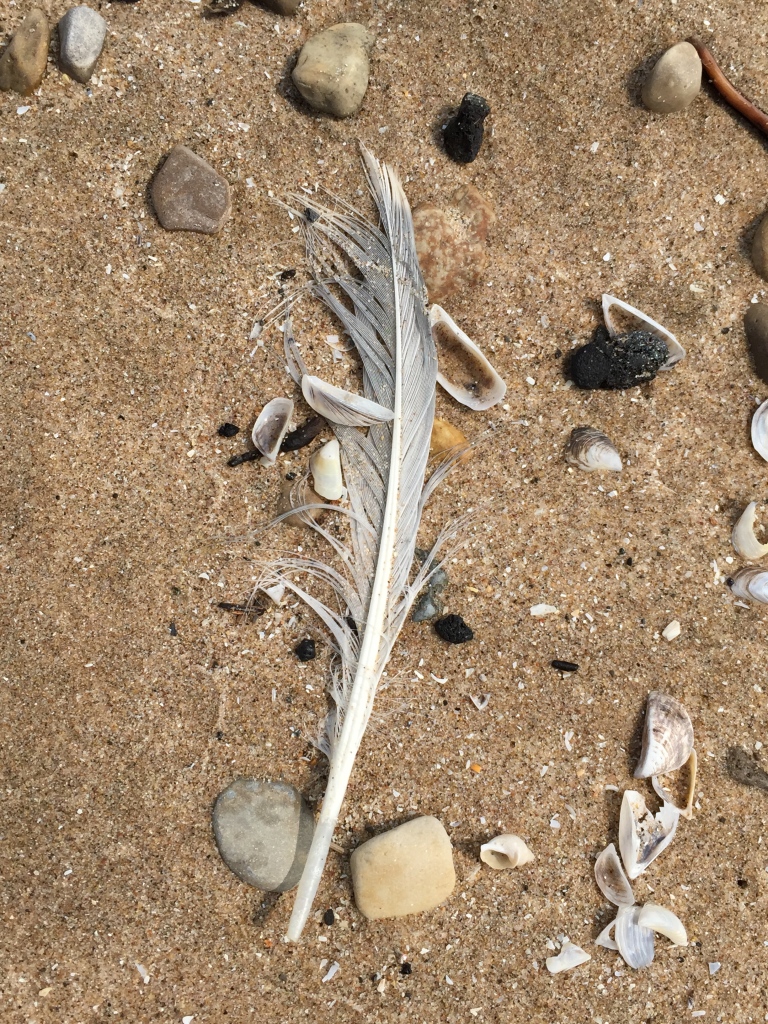 feather at Bradford Beach
