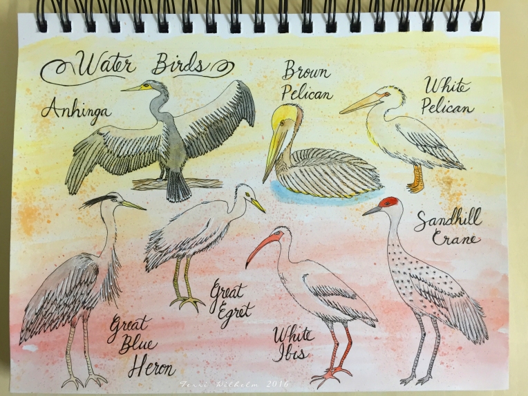 sketchbook page for Week 10 Water Birds – Terri's Notebook